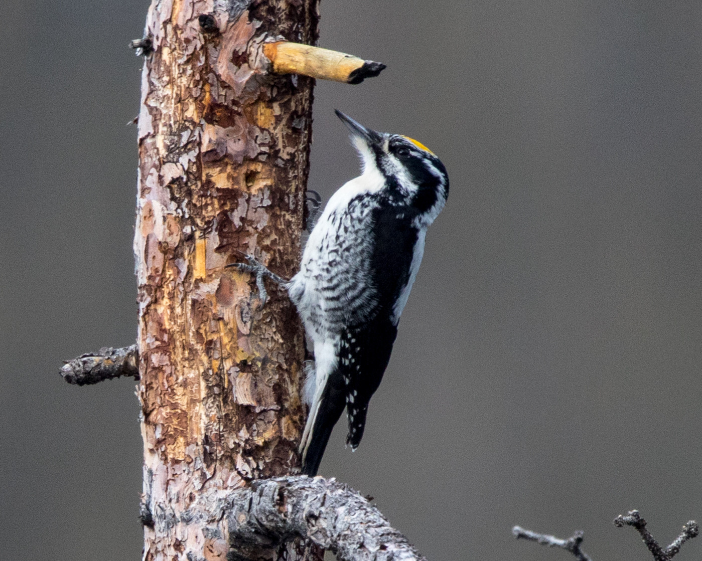 image American Three-toed Woodpecker